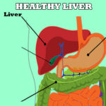 HEALTHY LIVER