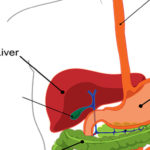 liver